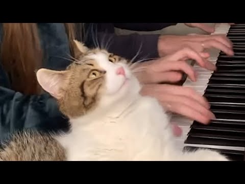 Cat has hilarious reaction to piano
