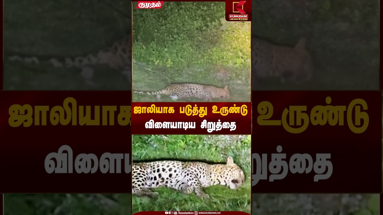 ஜாலியாக படுத்து உருண்டு விளையாடிய சிறுத்தை | WildLife | Kumudam News