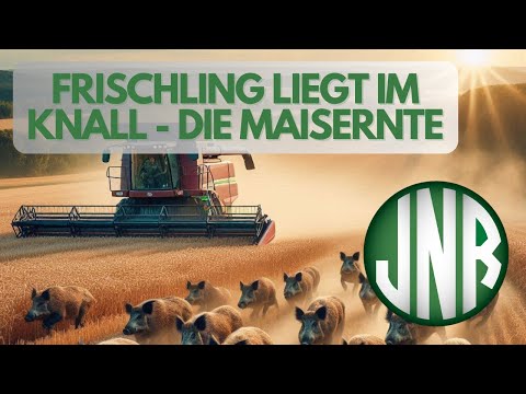 Maisernte 2023 - Frischling liegt im Knall