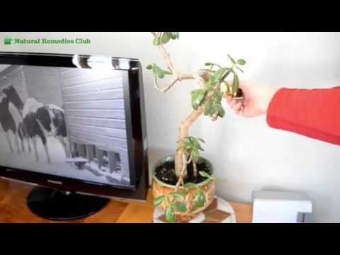 How To Stop Cats From Digging In Your House Plants Natural Remedies Club
