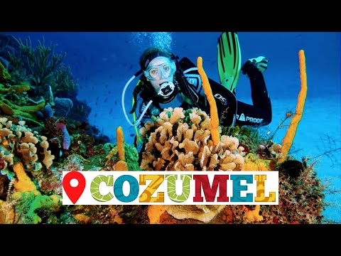 Scuba Diving in Cozumel Mexico (Sea turtles, nurse sharks, stingrays, fishes, and more!)