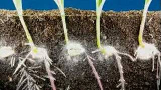 Time lapse fast growing corn, roots and leaves growing
