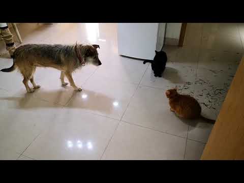 Amala gets along with cat.