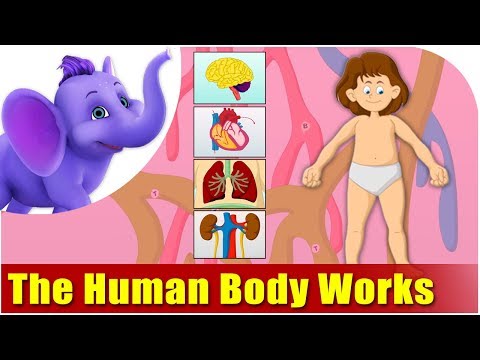 人体の仕組みを学ぼう (Lets Learn How The Human Body Works)