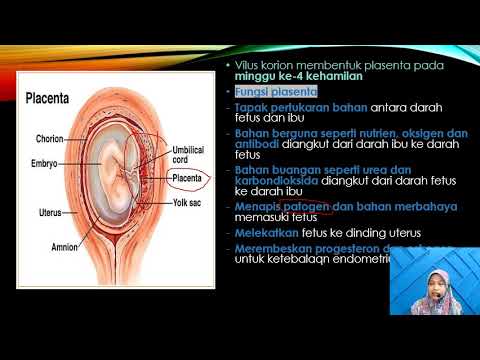 15.4 PERKEMBANGAN FETUS MANUSIA (BIOLOGI TINGKATAN 4 KSSM)