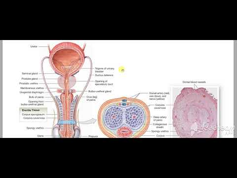 Male reproductive system