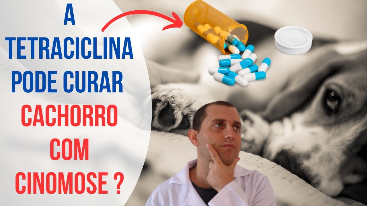 Tetraciclina cura cinomose canina