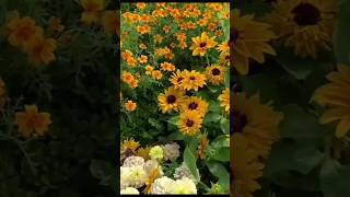 Download lagu 🌹அடிப்பெண்ணே🌹| melody song| Shorts feed| vennila mp3 Download lagu 🌹அடிப்பெண்ணே🌹| melody song| Shorts feed| vennila mp3