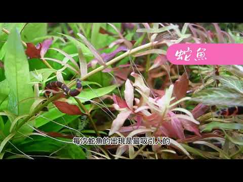 蛇魚怎麼養