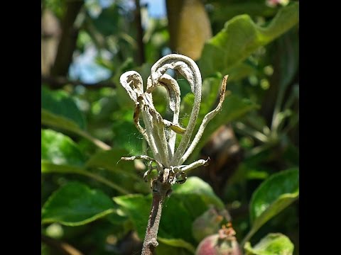 paraziták az almafák levelein pinworms epidemiológia