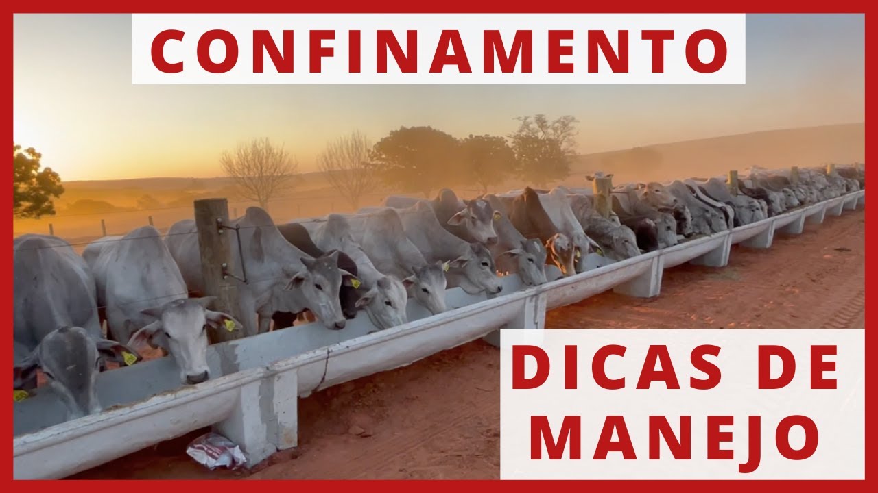 CONFINAMENTO com MAIS de 500 CABEÇAS DE GADO #PARTE1