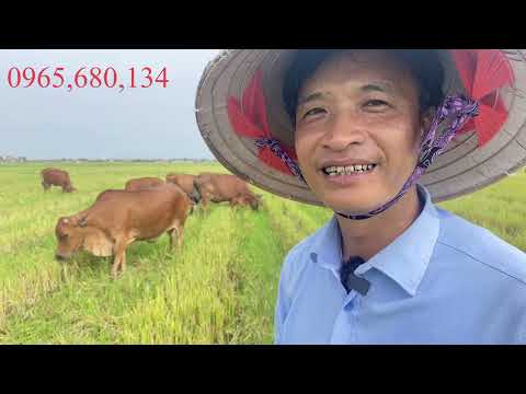 Những lưu ý khi nuôi bò sinh sản thả đồng sau vụ lúa