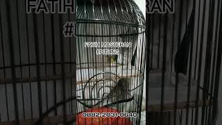 Download lagu Sogon materi pelatuk sampit mp3