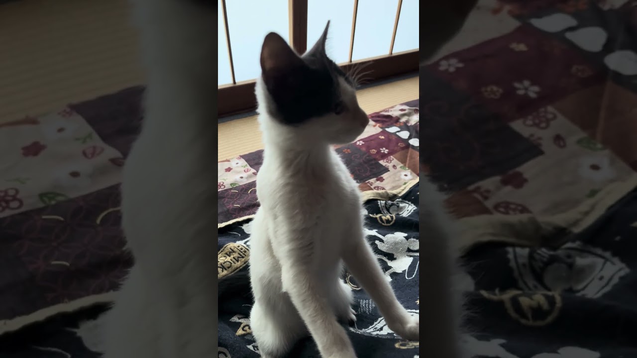 今日はふくの日なのでふくちゃんの尊い御姿をお納めください #ねこ #ねこのいる生活