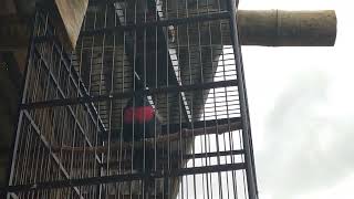 Download lagu burung kepodang dada merah buka suara.. mp3