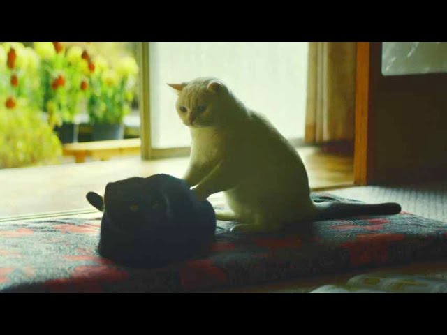 【ユーキャンの広告】　ねこ勉〜Cats Learning〜
