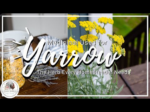 Medicinal Uses for Yarrow—The ULTIMATE Homestead Herb