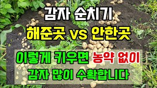 감자 순치기 한곳 안한곳 비교 농약없이 이렇게 감자 키우면 많이 수확합니다 #감자키우기