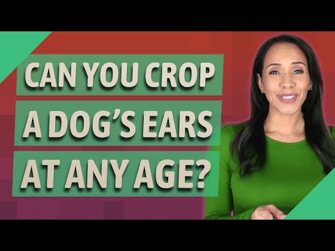 YouTube video about: Who crops dog ears near me?