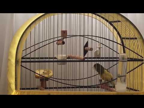 Canto longo de canário belga