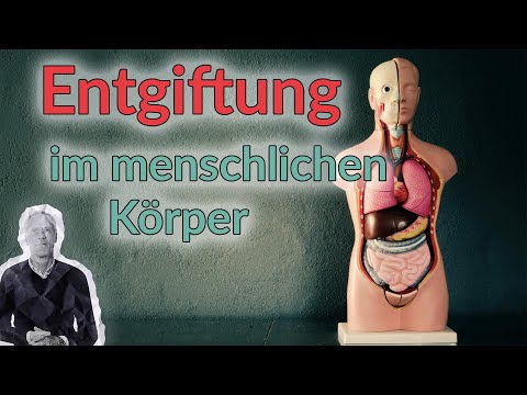 Stoffwechsel-Challenge Nr. 7 I Wissen I Die Entgiftung