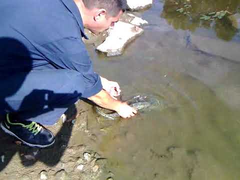 Južna Morava Đunis