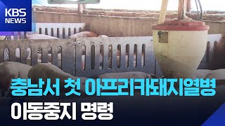 ‘국내 최대 양돈단지’ 충남서 첫 아프리카돼지열병 확진 / KBS  2025.11.26.