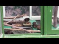 Wild Mynah