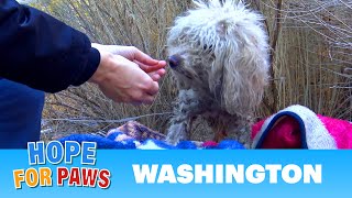 Badly injured stray poodle bites Hope For Paws rescuer and sends her to urgent care.