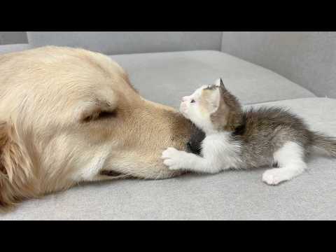 YouTube 썸네일