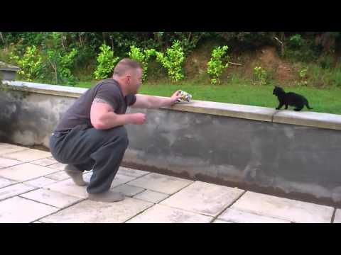 Taming a feral cat
