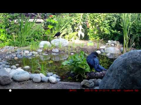 Trail Cam Picks Up Some Soft Crow Noises