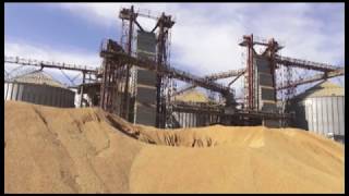 Основная культура зернового клина – пшеница