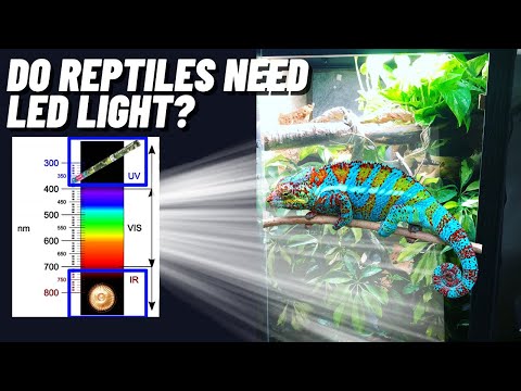 YouTube video about: Are led lights safe for reptiles?