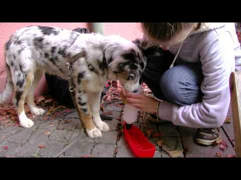 Australian Shepherd N°1 - FLY in the SKY - In Begleitung der Aussie-Hündin "Miss FLY"