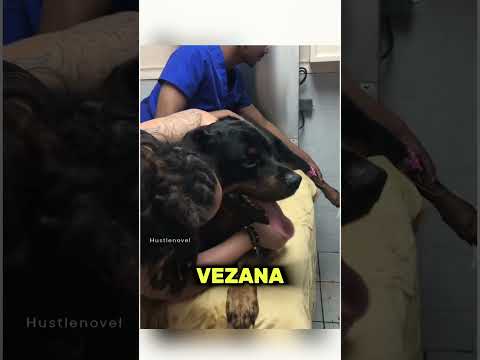 Morala se zauvijek oprostiti od svog psa... 💔 #balkan #trending