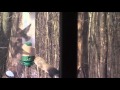 Squirrel Spins On Bird Feeder And Gets Dizzy