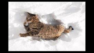 Dans la neige (Johnny Duncan.Marty Robbins-Footprints in the snow) FR