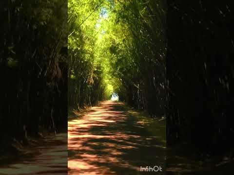 Un Túnel de Cañaveral en San José provincia de Misiones - Argentina