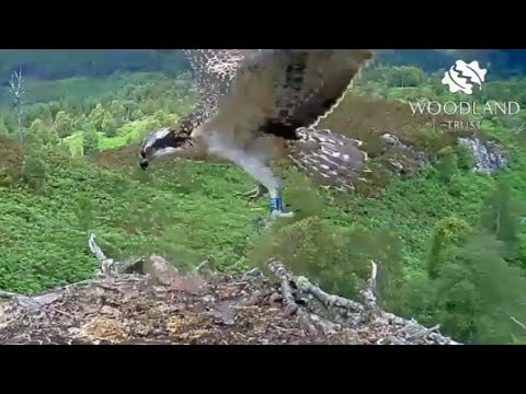 Daylight sonata: Loch Arkaig Osprey chick JJ6 in slow motion 15 Jul 2020  #ArkaigOspreys