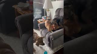 Video preview image #1 Beagle-Unknown Mix Puppy For Sale in Corona, CA, USA