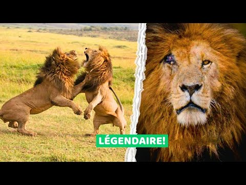 SCARFACE - L'Histoire du Lion le plus CÉLÈBRE du Monde - Documentaire
