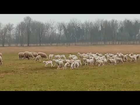 Agnelli si divertono