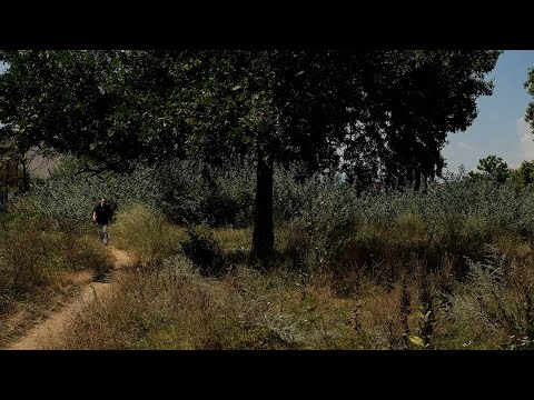 Parku i Lirisë në gjendje shqetësuese, qytetarët dyshojnë se mund të ketë gjarpërinj