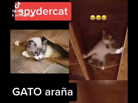 FUNNY CATS#GATOS CHISTOSOS#parati #foryou #fyp #viral #comedia