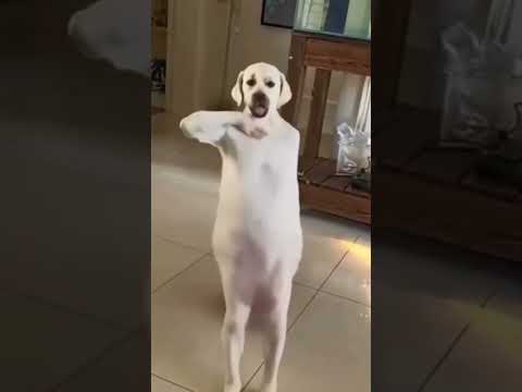 #shorts #funnyvideo #