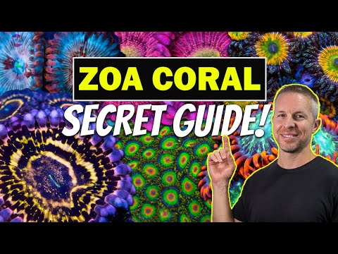 ZOA CORALS: SECRET GUIDE TO SUCCESS!