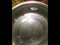 NILE MONITOR LIVE FEEDING