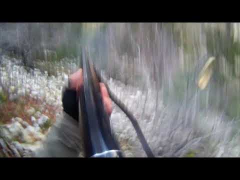 İNGİLİZ- POİNTER- TONİ çulluk avı