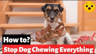 How to Stop a Dog From Chewing on Everything When Home Alone?